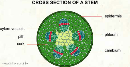 Cross section of a stem
